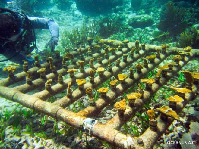 COZUMEL : Coral Laboratory and Chankanaab Eco Park. - Inclusions and Transportation