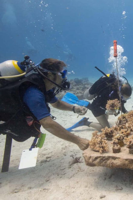 COZUMEL : Coral Laboratory and Chankanaab Eco Park. - Frequently Asked Questions