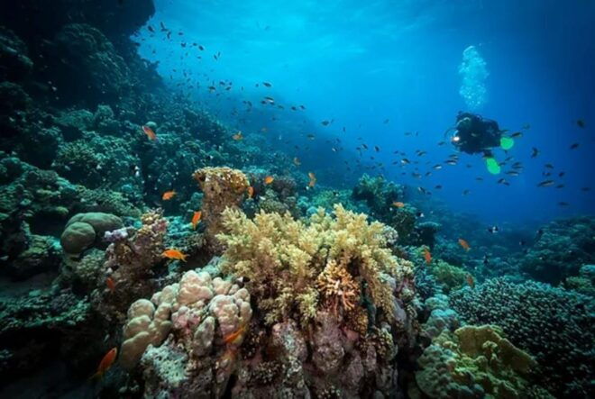 Cozumel: Discover Scuba Diving for Non-Certified Divers - Important Information