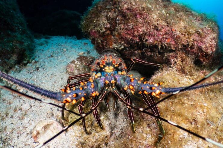 Cozumel Discover Scuba Diving From Boat - Experience Highlights