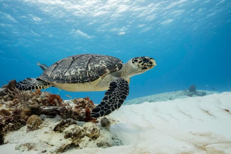 Cozumel Discover Scuba Diving From Boat - Diving Program Details