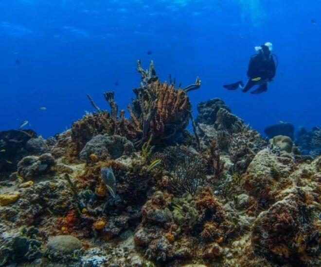 Cozumel: Discover Scuba Diving in Cozumels Pristine Waters - Safety and Training
