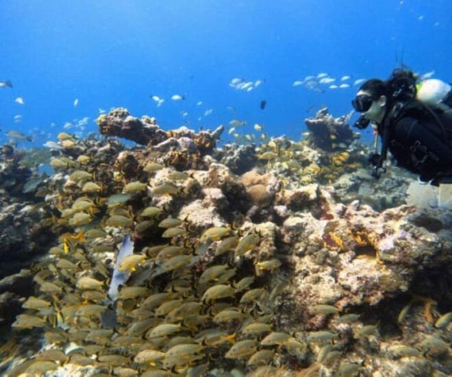 Cozumel: Discover Scuba Diving in Puerto Morelos - Diving Experience