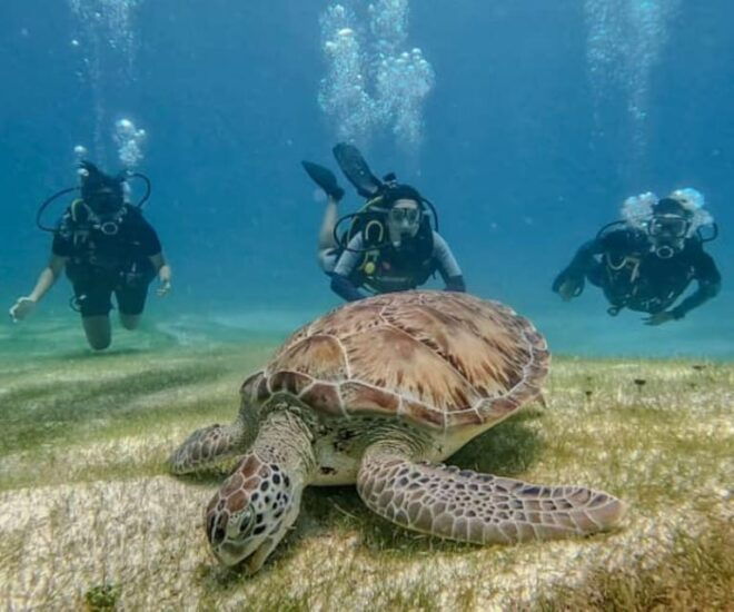 Cozumel: Discover Scuba Diving in Puerto Morelos - Gear and Equipment