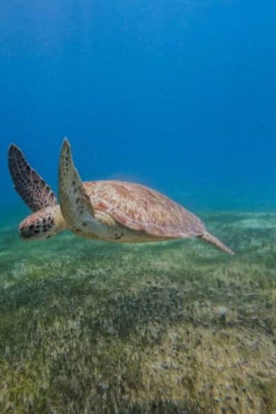 Cozumel: Discover Scuba Diving in Puerto Morelos - Frequently Asked Questions
