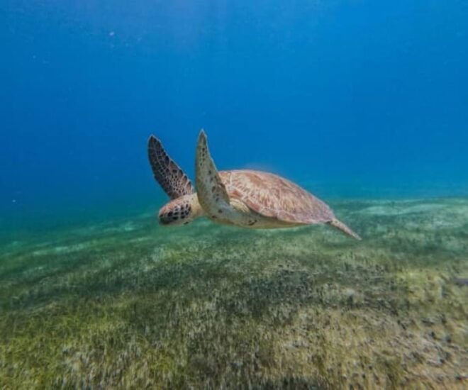Cozumel: Discover Scuba Diving in Puerto Morelos - Gear and Equipment