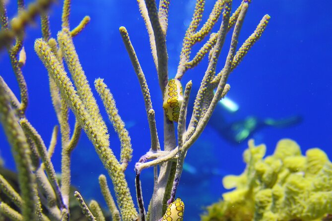 Cozumel Dive Package - Certified Divers From the Riviera Maya (4 Dives) - Exploring the Mesoamerican Reef