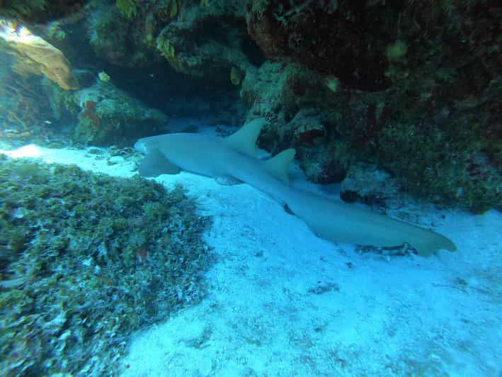 Cozumel: Diving Marine Park 2 Dive Sites - Good To Know