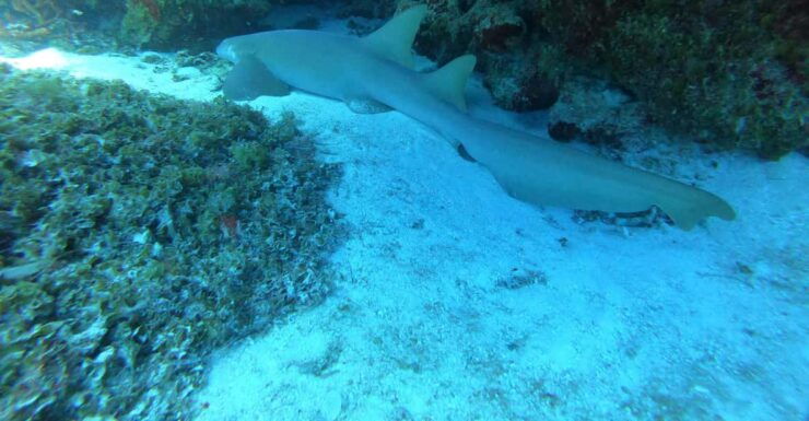 Cozumel: Diving Marine Park 2 Dive Sites - Diving Experience