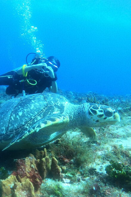 Cozumel: Diving Marine Park 2 Dive Sites - Itinerary Details