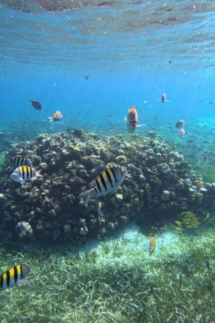 Cozumel, El Cielo: 4-Hour Private Tour - Customer Experience