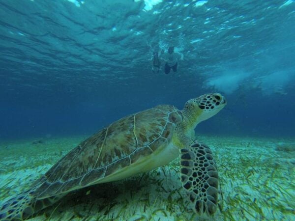 Cozumel, El Cielo: 4-Hour Private Tour - Destination Highlights