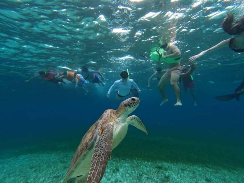 Cozumel, El Cielo: 4-Hour Shared Snorkeling Tour - Good To Know