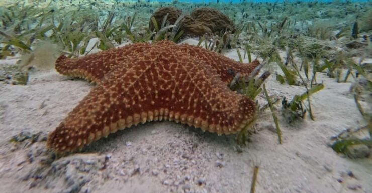 Cozumel, El Cielo: 4-Hour Shared Snorkeling Tour - Good To Know