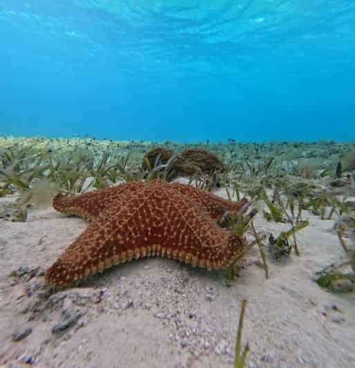 Cozumel, El Cielo: 4-Hour Shared Snorkeling Tour - Itinerary and Highlights