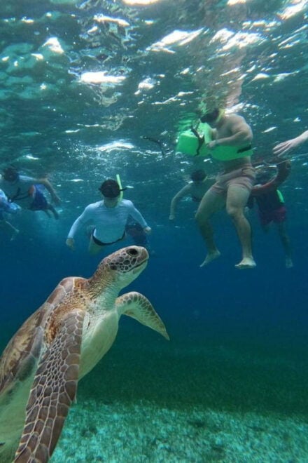 Cozumel, El Cielo: 4-Hour Shared Snorkeling Tour - Included Equipment and Refreshments