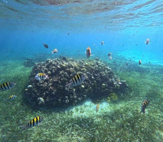 Cozumel, El Cielo: 4-Hour Shared Snorkeling Tour - Meeting Point and What to Bring