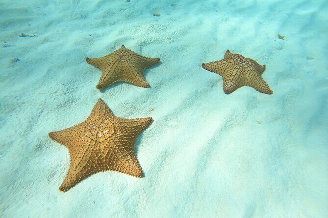 Cozumel El Cielo Snorkeling Tour - What Makes This Tour Special?
