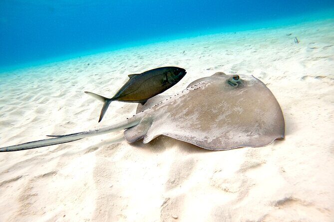 Cozumel El Cielo Snorkeling Tour - Customer Feedback and Common Themes