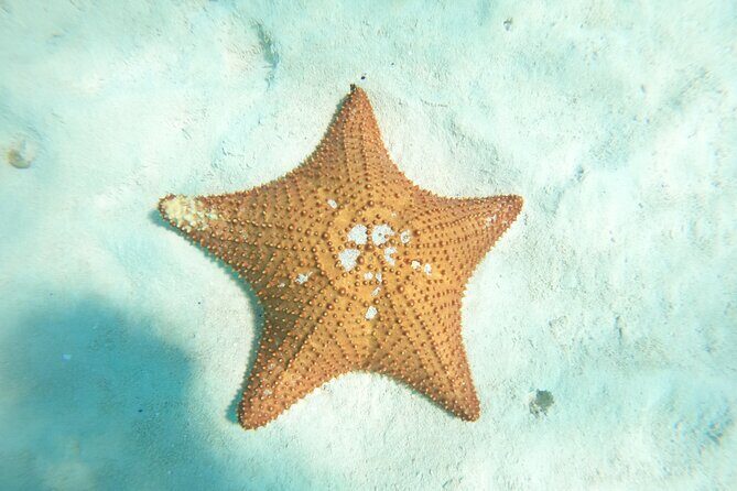 Cozumel El Cielo Snorkeling Tour - The Sum Up: Who Is This Tour Best For?