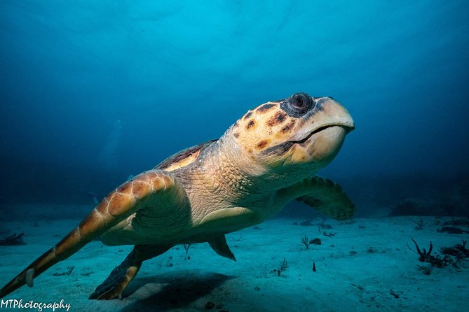 Cozumel Express 2-Tank Dives From Playa Del Carmen/ Only for Certified Divers - Trip Details