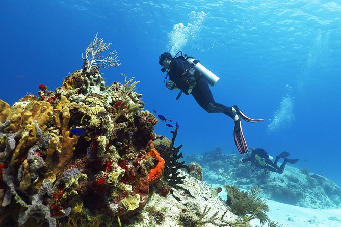 Cozumel Express 2-Tank Dives From Playa Del Carmen/ Only for Certified Divers - Inclusions