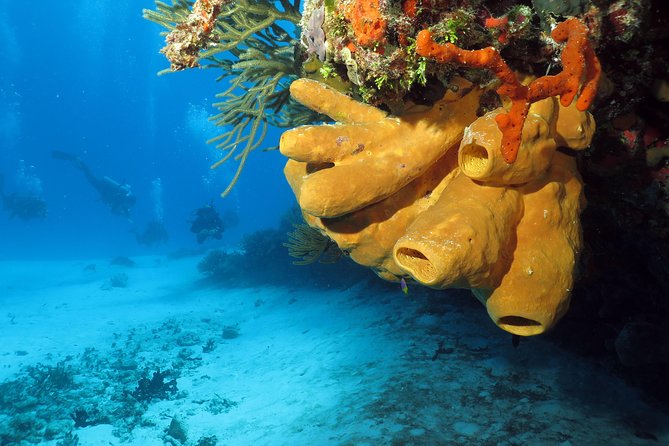Cozumel Express 2-Tank Dives From Playa Del Carmen/ Only for Certified Divers - Confirmation and Certification