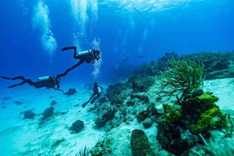 Cozumel: Fun Dive Adventure for Certificates - What to Expect Underwater