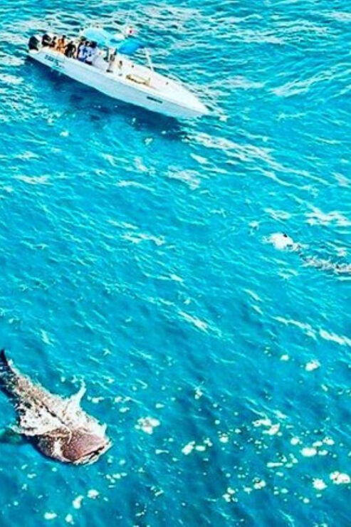 Cozumel: Fun Diving for Certified Divers by Boat - Pricing and Booking
