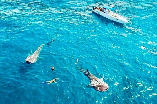 Cozumel: Fun Diving for Certified Divers by Boat - Meeting Point and Pickup