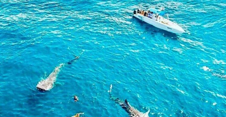 Cozumel: Learn to Dive - PADI Open Water Certification - Course Structure