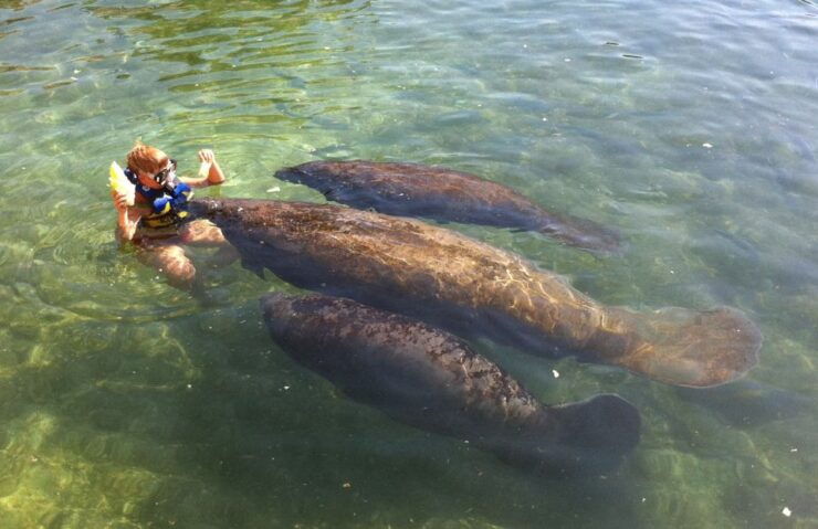 Cozumel: Manatee Encounter With Chankanaab Park Entrance - Experience Highlights