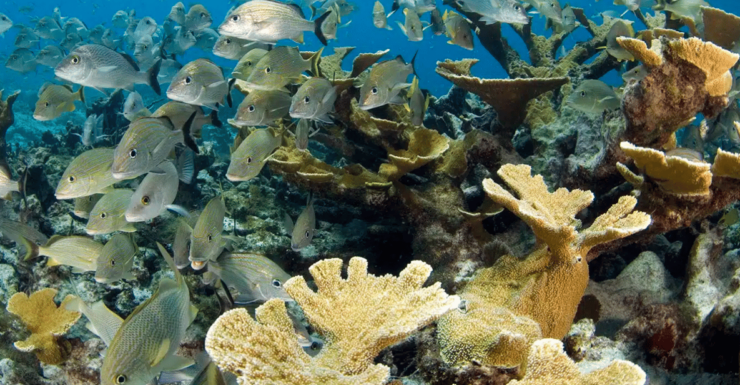 Cozumel: Meso-American Reef Diving Adventure - Good To Know