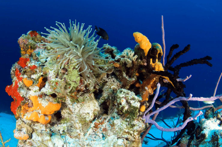 Cozumel: Meso-American Reef Diving Adventure - Diving Experience
