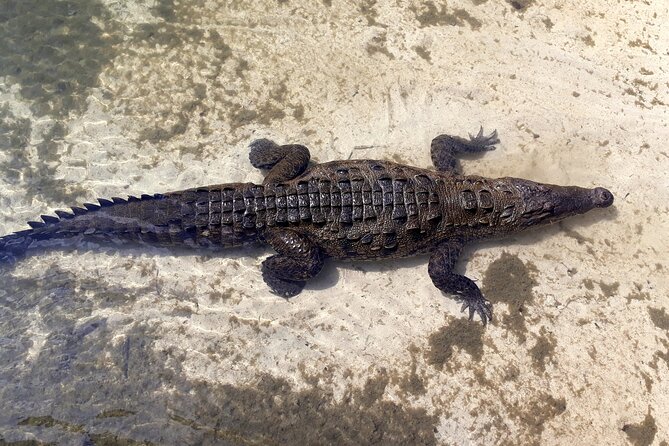 Cozumel National Park and Beach Break: Private Tour - Price, Reviews, and Additional Information