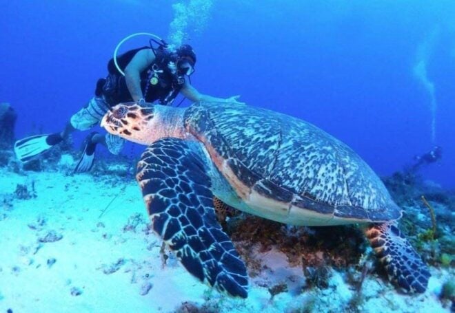 Cozumel: Night Dive for Certified Divers - Requirements and Safety