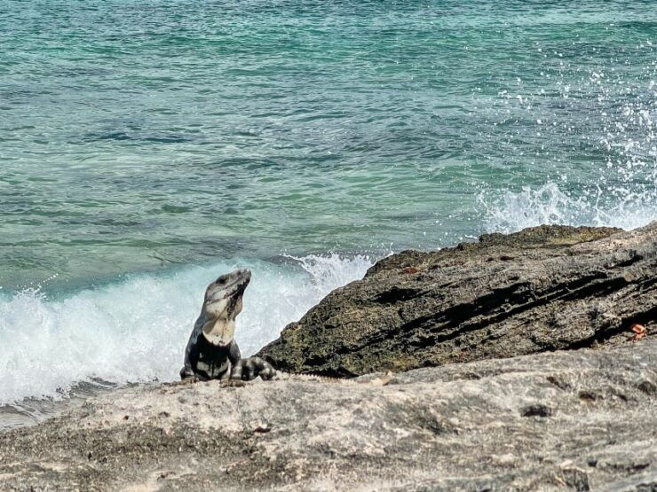 Cozumel: North Shore E-Bike Adventure & Beach Break - Experience Highlights