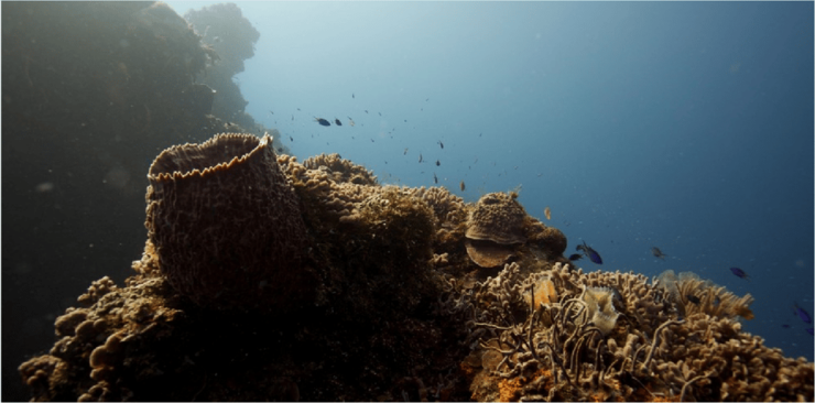 Cozumel: Ocean Dive - Good To Know