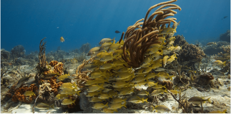 Cozumel: Ocean Dive - Pricing and Booking