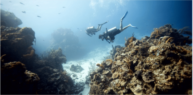 Cozumel: Ocean Dive - Dive Experience