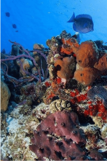 Cozumel: Ocean Dive - Inclusions