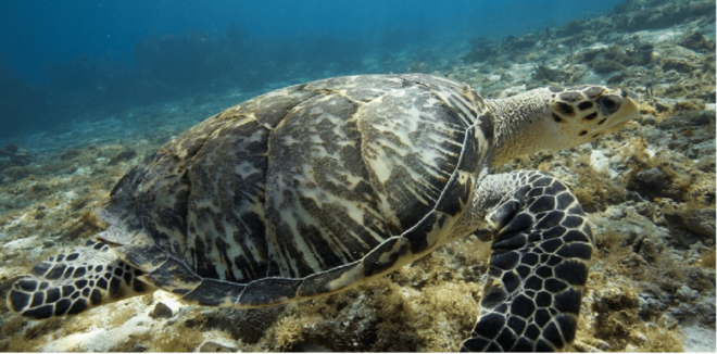 Cozumel: Ocean Dive - Important Information
