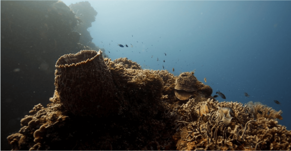 Cozumel: Ocean Dive - Meeting Point