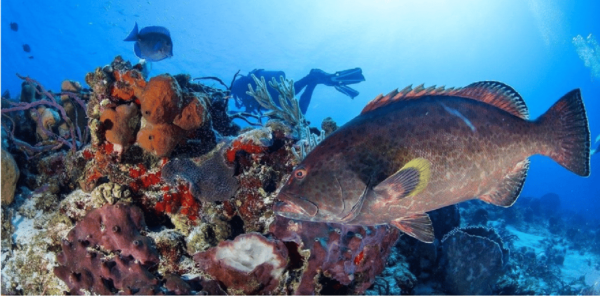 Cozumel: Ocean Dive - Frequently Asked Questions