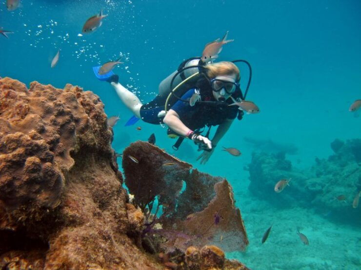Cozumel: One Tank Scuba Dive and Full Chankanaab Park Access - Activity Details