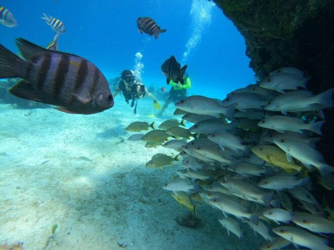 Cozumel: One Tank Scuba Dive at Chankanaab - Inclusions