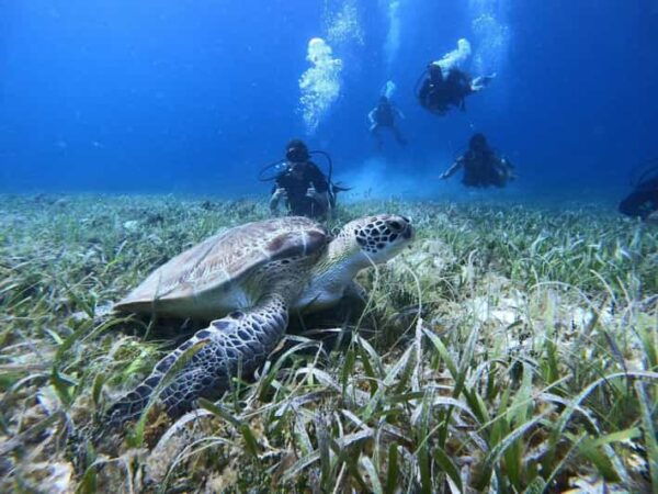 Cozumel: One Tank Scuba Dive at Chankanaab - Underwater Sculptures and Caves