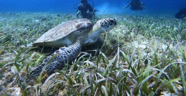 Cozumel: One Tank Scuba Dive at Chankanaab - Frequently Asked Questions