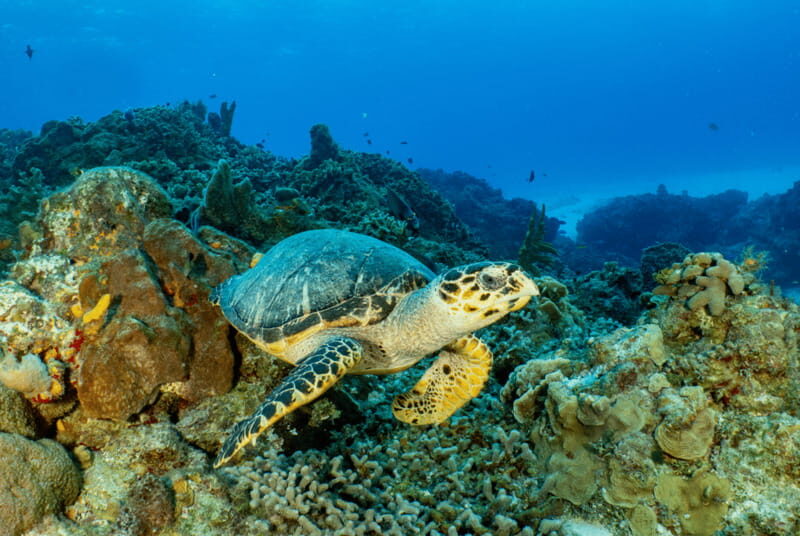 Cozumel: Open Water PADI Diver Course - Final Thoughts