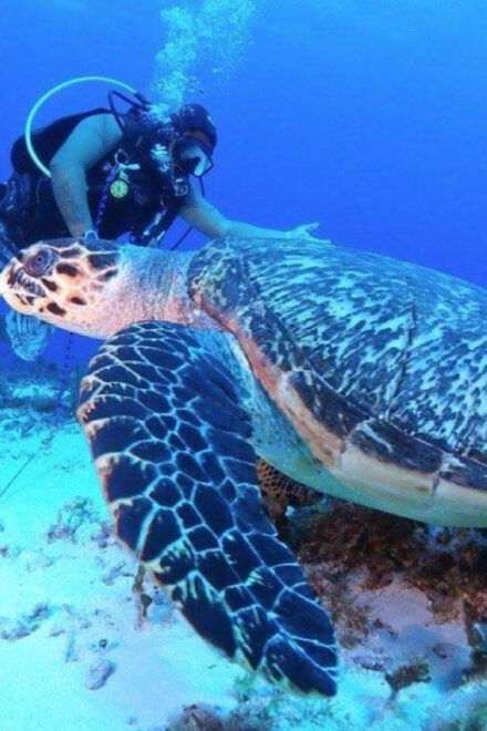 Cozumel: PADI Dive Courses: Get Certified Today - Unlock the Underwater World